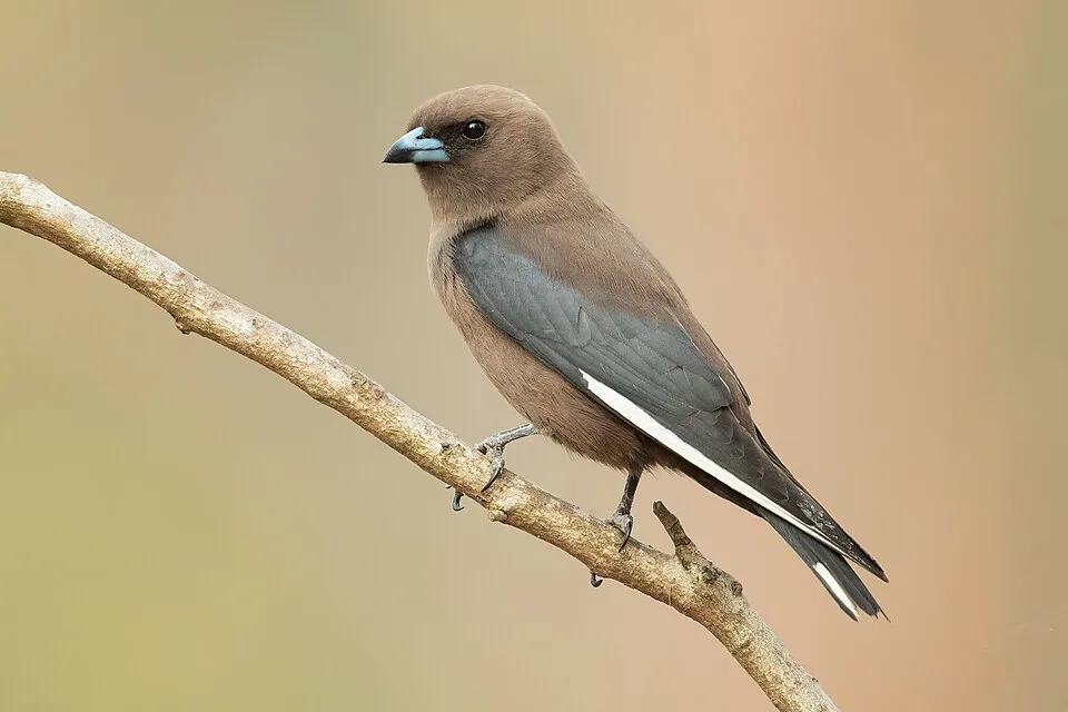 Dusky Woodswallow