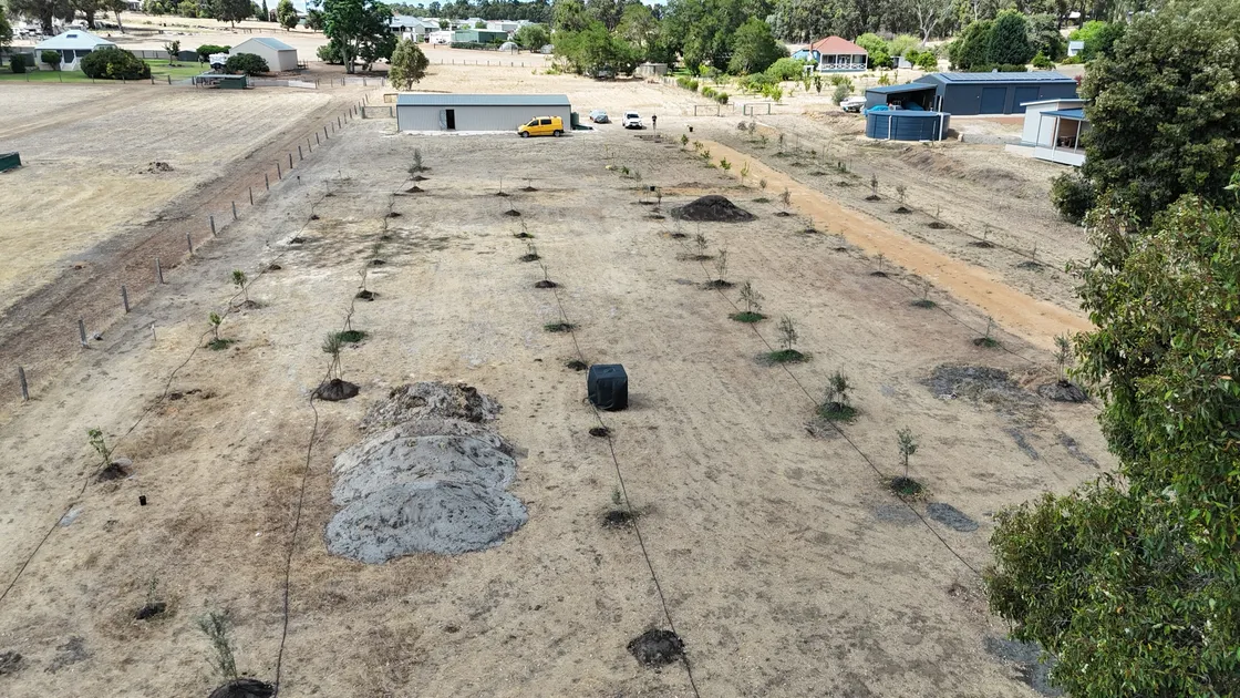 Rows of newly planted olive saplings on dry summer ground, seen from above