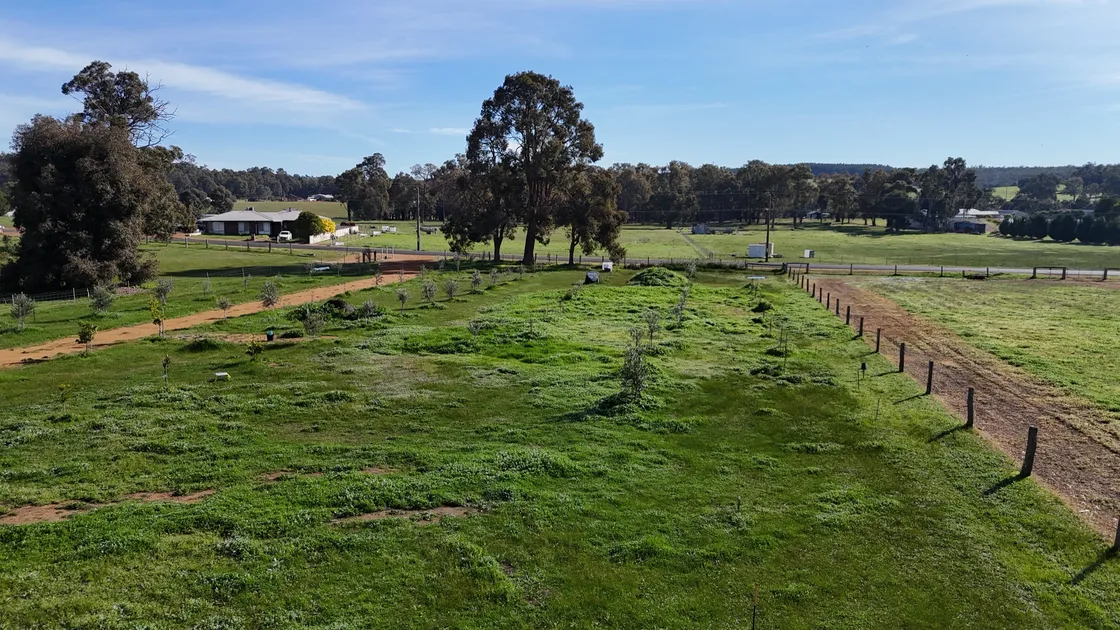 Young olive trees in green winter grass, with tall gums behind