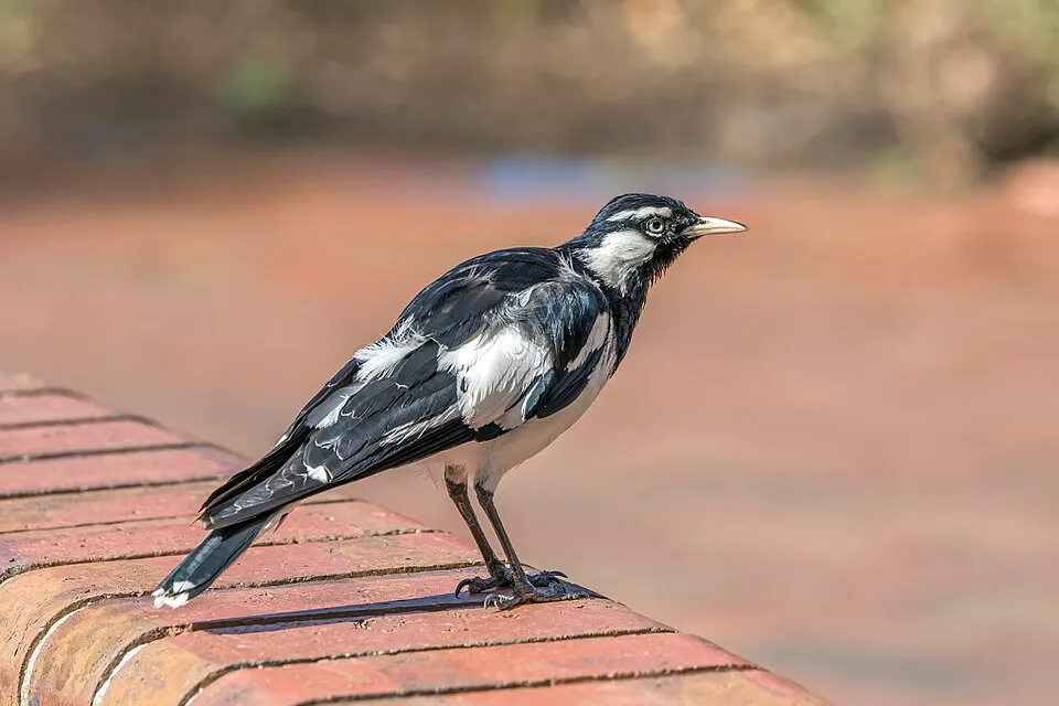 Magpie-lark