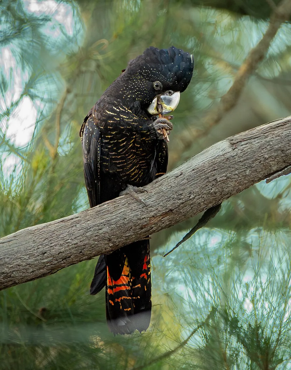 Red-tailed Black-Cockatoo