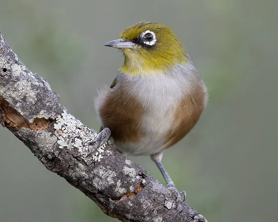 Silvereye