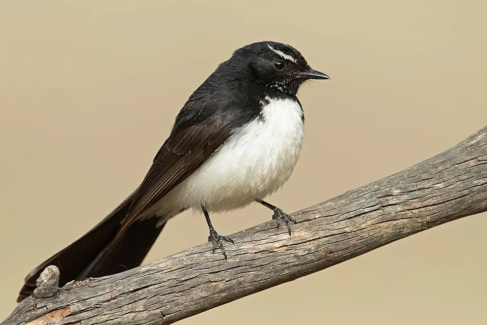 Willie-wagtail