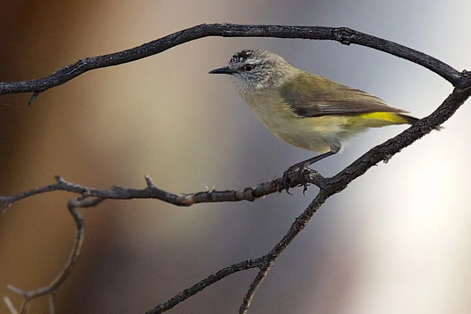 Yellow-rumped Thornbill